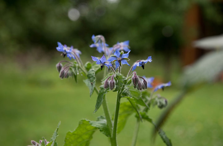 borage