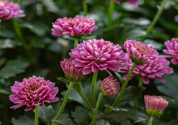 chrysanthemums 2