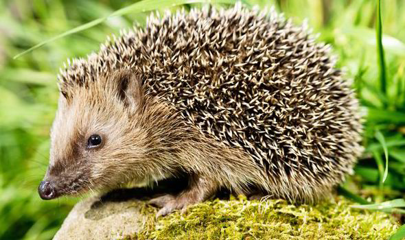 hedgehog garden RSPCA 573919