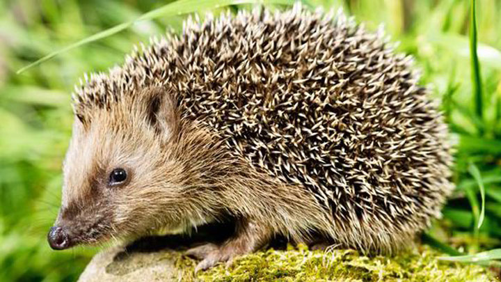 hedgehogs feature