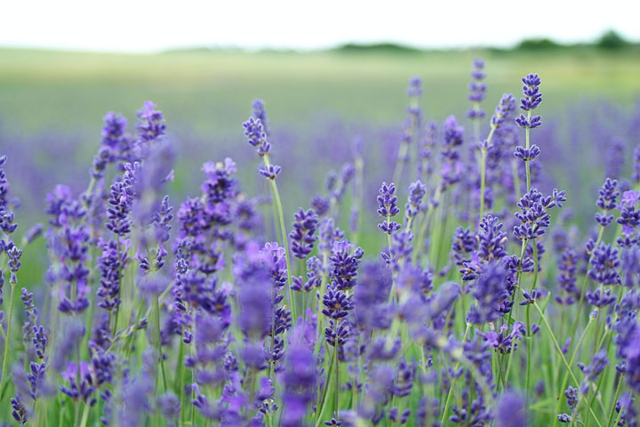 lavender