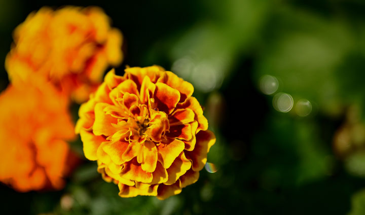 marigolds