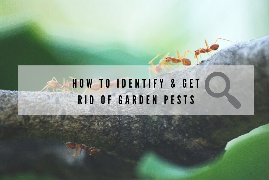 How to Identify and Get Rid of Garden Pests