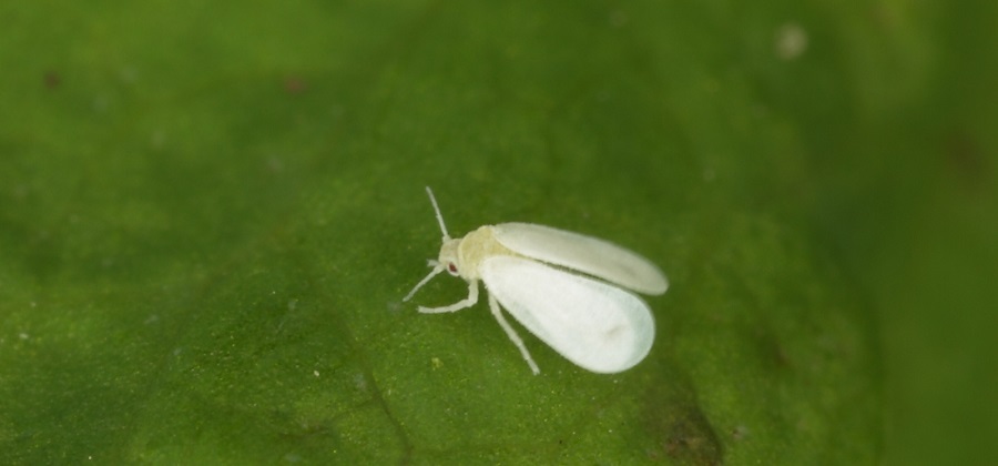 Greenhouse Whitefly