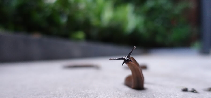 Slug