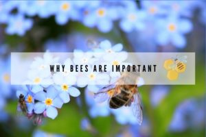 Why Bees are Important