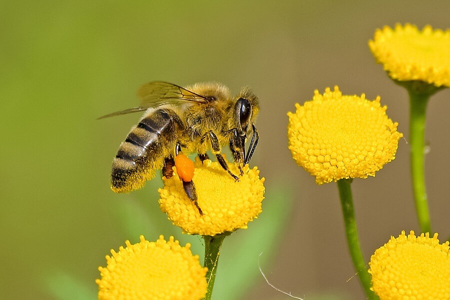Honey Bee on a yellow flower