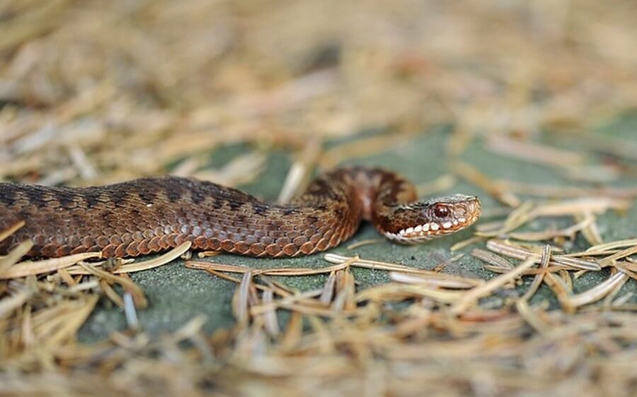 UK Snake Identification Guide - Sefton Meadows Blog