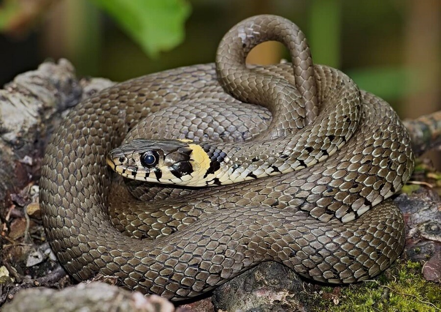 UK Snake Identification Guide - Sefton Meadows Blog