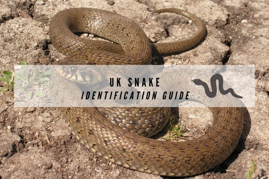 UK Snakes