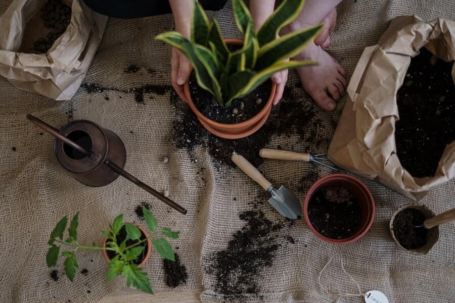 gardeners planting flowers in pots