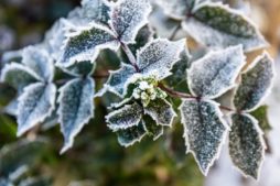 green leaves in frost