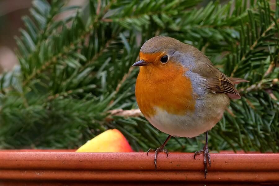 Robin