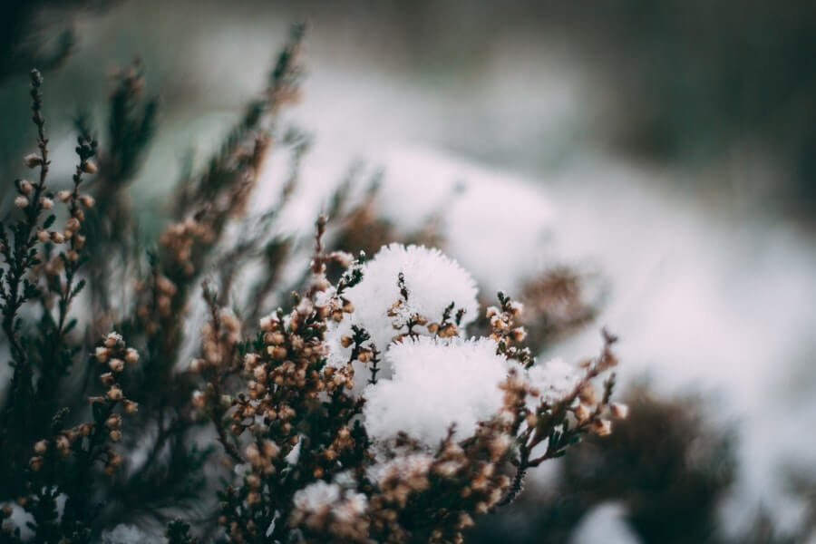 winter-flowering-plants