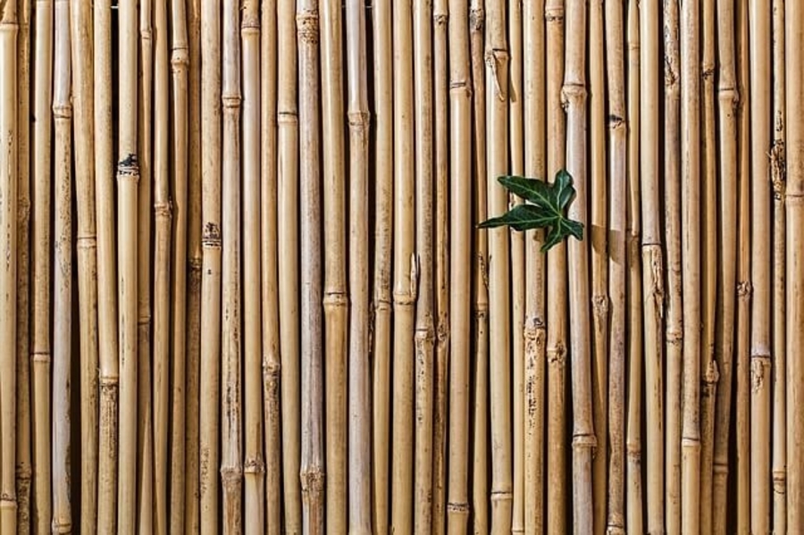 bamboo g4d40074b3 640 1