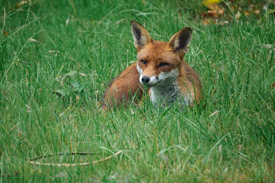 how to deter foxes from your garden
