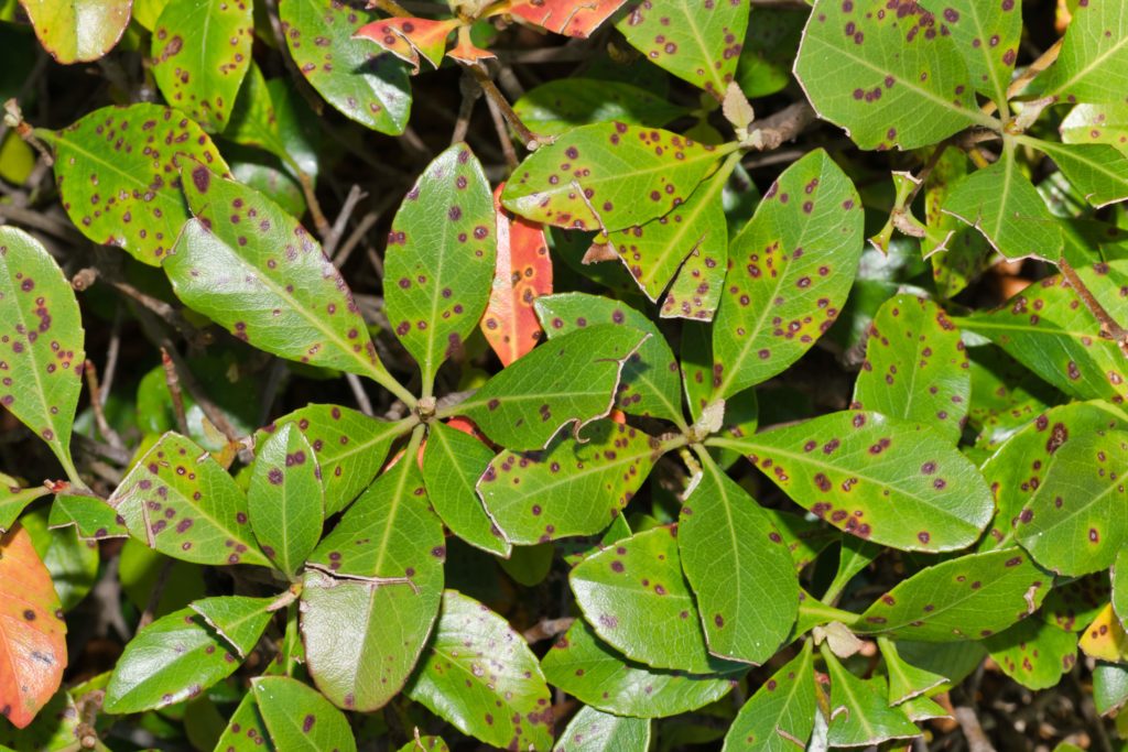 brown spots on hedge leaves to answer what does box blight look like