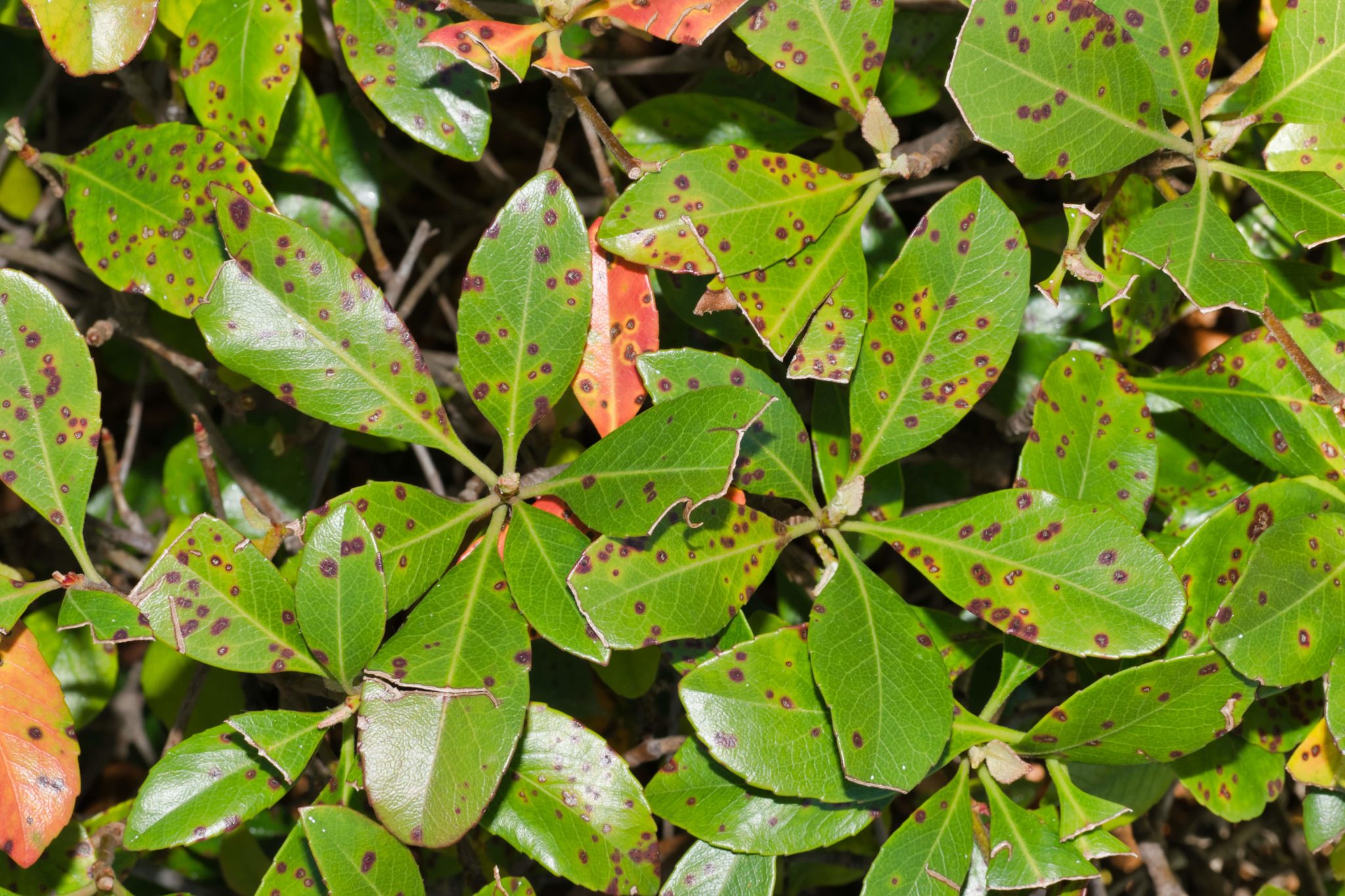 What Does Box Blight Look Like? - Sefton Meadows Blog