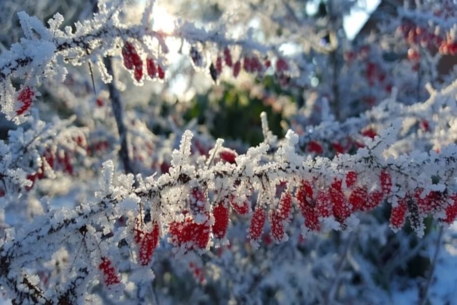 Chile lantern trees