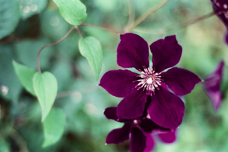 Clematis