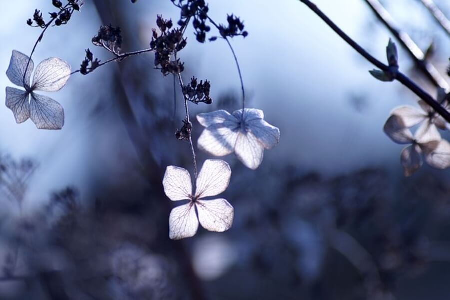 Climbing Hydrangea