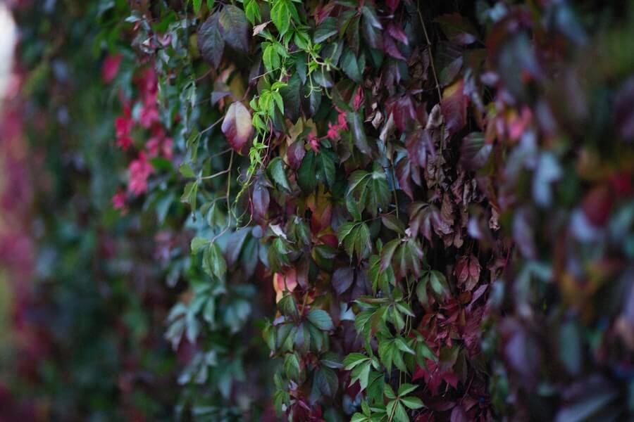 close up of evergreen climbing plants
