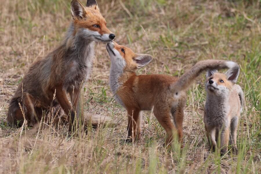 fox family in garden