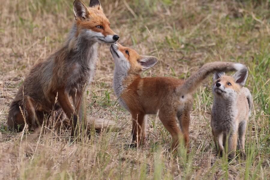 How to Deter Foxes  BBC Gardeners World Magazine