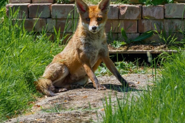 How To Deter Foxes From Your Garden Sefton Meadows Blog