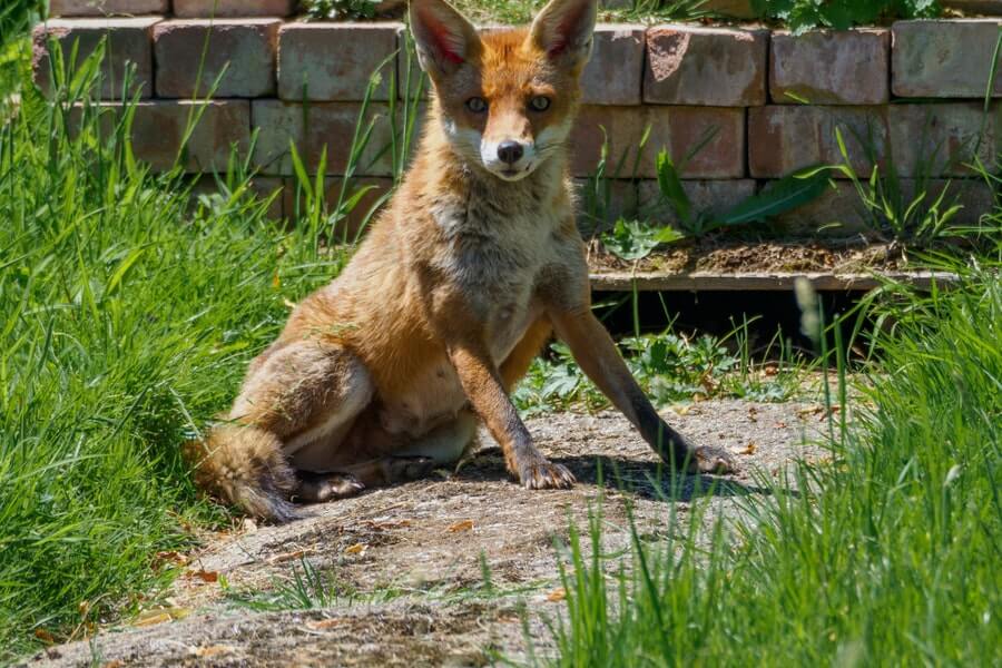 fox in garden