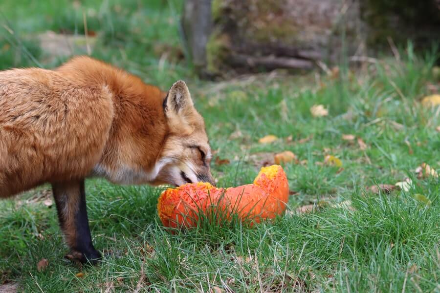 fox sniffing prey