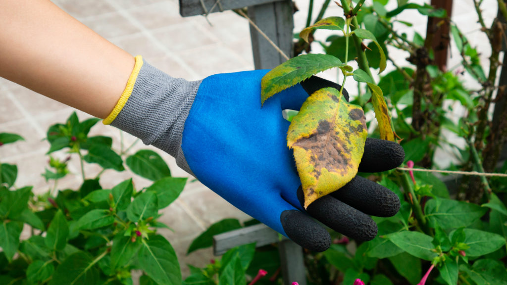 gardener holding diseased leaf