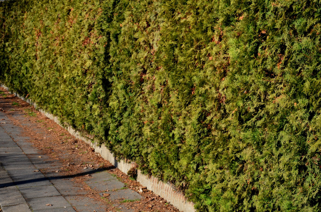 a hedge showing symptoms of box blight