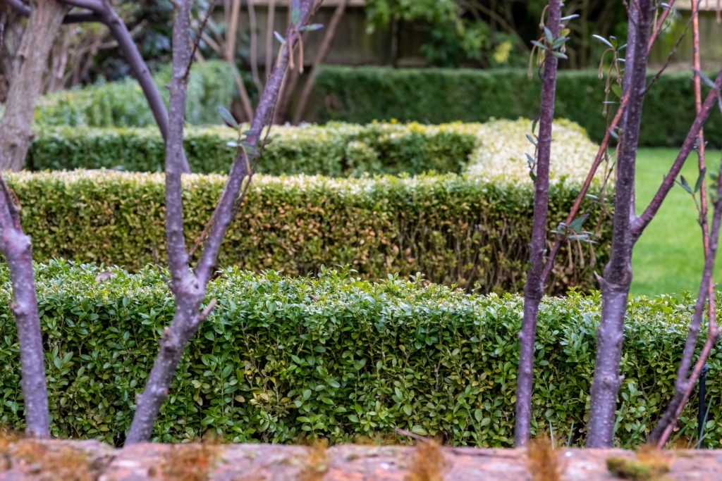 hedges showing first sign of box blight