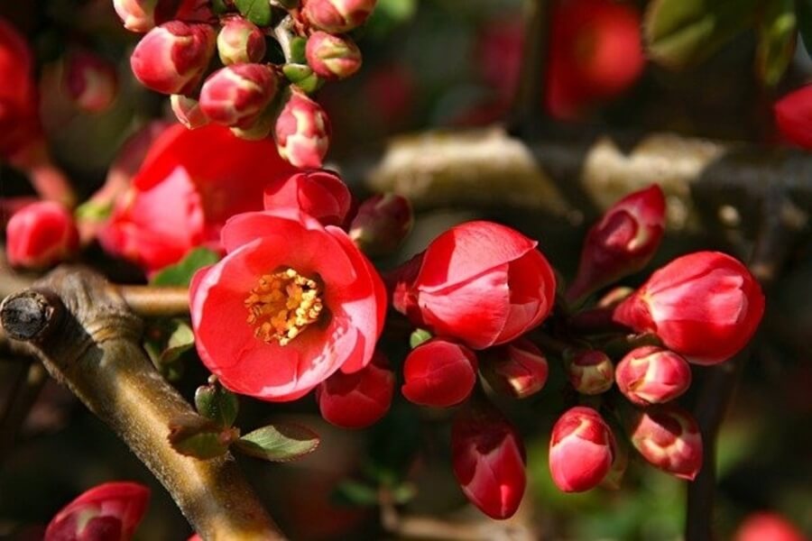 Japanese Quince ‘Pink Lady’
