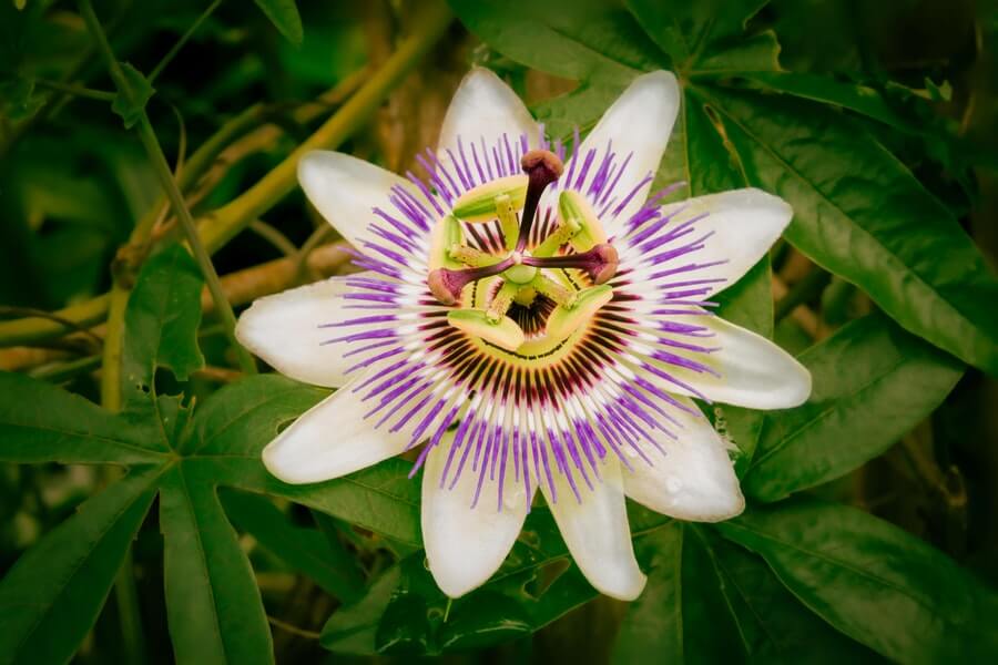 Passion Flower