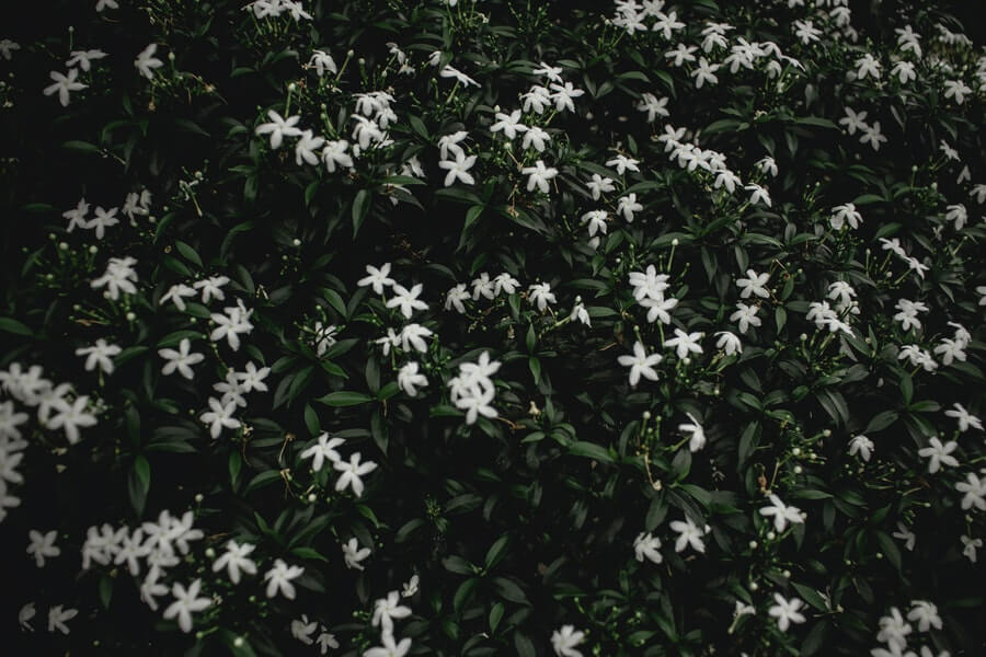 Star Jasmine