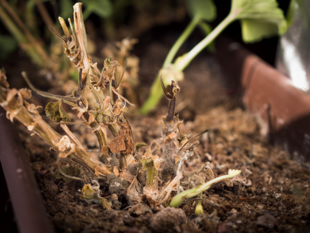 plant stems with box blight