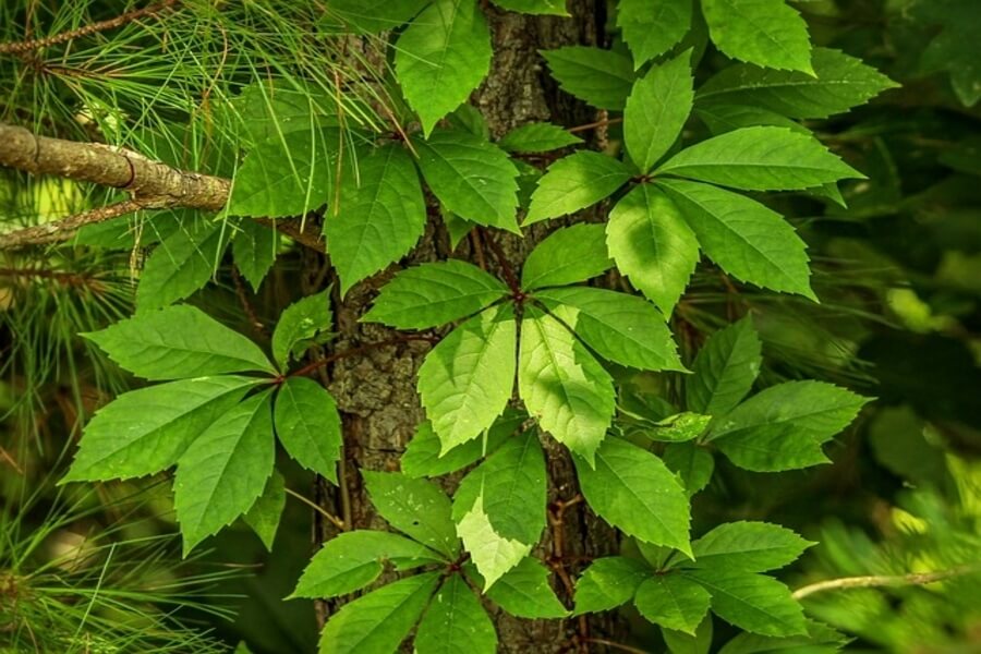 Virginia Creeper