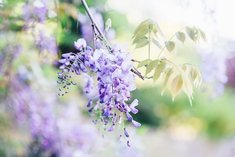 Wisteria