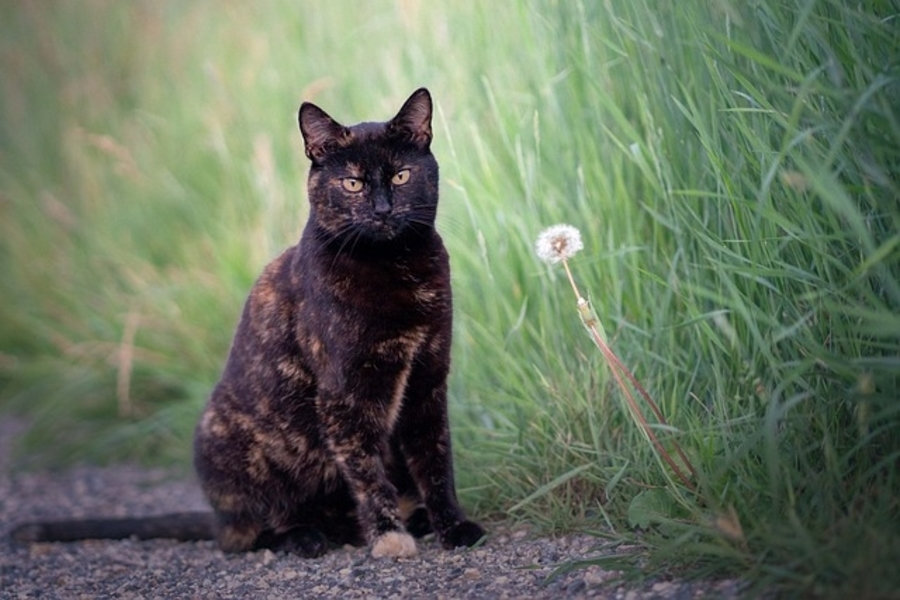 a cat in a garden, which will act as a mice deterrent