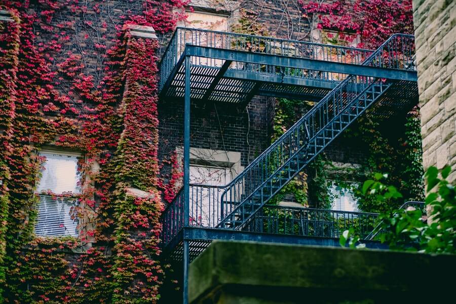 climbing plants on a house