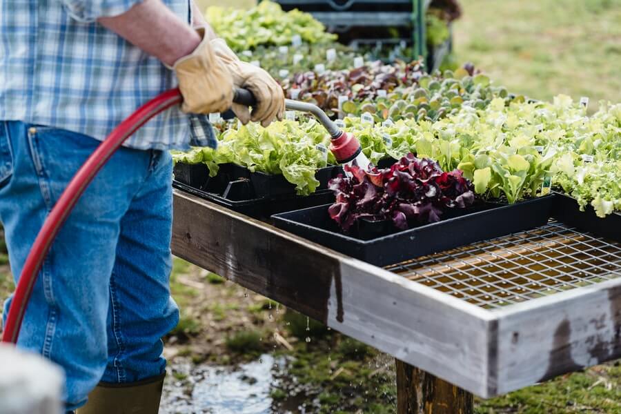 gardener watering container garden