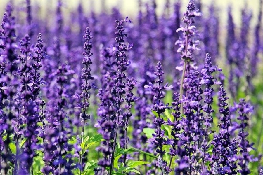 lavender plants are a great mice deterrent