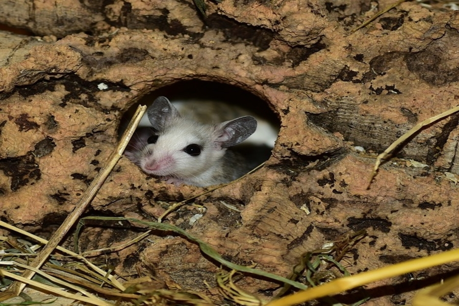 mouse coming out of nest