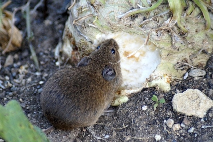 mouse eating a plant root