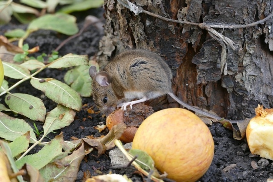 mouse eating fallen apple