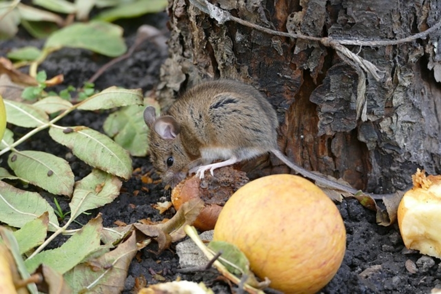 Getting Rid Of Mice In Yard: How To Get Rid Of Field Mice