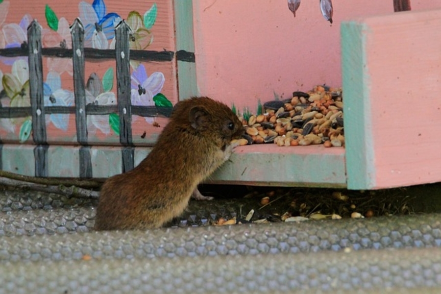 mouse eating left out food