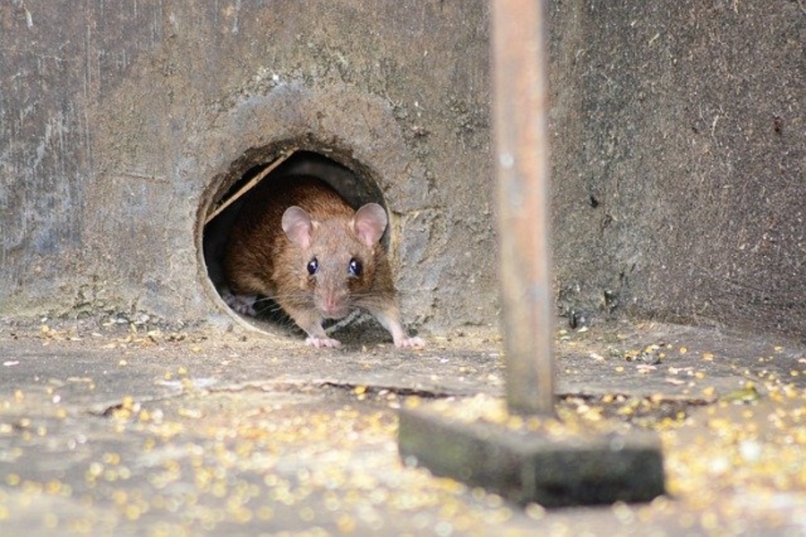 mouse emerging from wall